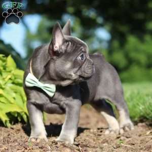 Marco, French Bulldog Puppy